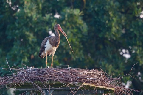 Black Stork (Ciconia nigra) juvenile in nest, North Rhine-Westphalia, Germany