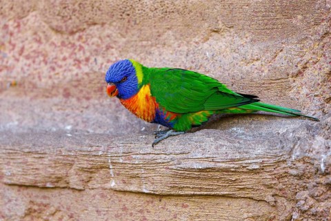 Rainbow Lorikeet (Trichoglossus moluccabus), Germany