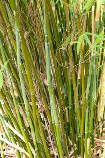 Muriel's umbrella bamboo (Fargesia murieliae 'Dino'), Lorberg Nursery, Germany