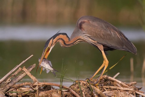 Purple Heron (Ardea purpurea) with fish prey in beak, Subotica, Serbia