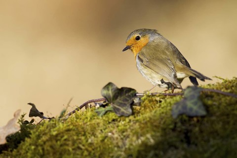 European Robin (Erithacus rubecula), Asturias, Spain