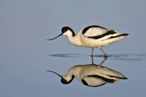 Pied Avocet (Recurvirostra avosetta) foraging, Texel, Netherlands