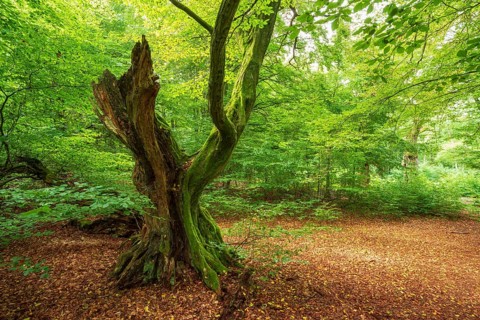 Old hornbeam with moss-covered roots in a former Hutewald, Reinhardswald, Sababurg Primeval Forest,