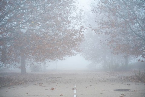 A serene autumn scene captures a foggy road flanked by trees with scattered leaves, embodying the