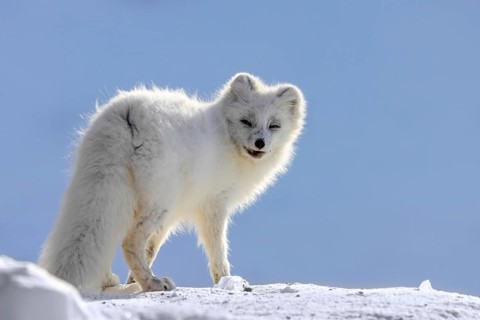 Arctic fox, white fox, polar fox (Vulpes lagopus) adult in thick winter coat hunting on snow