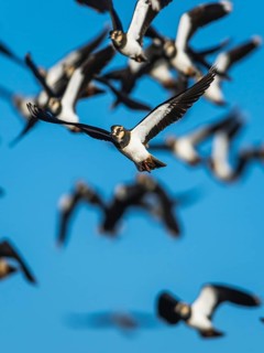 Northern Lapwing, Vanellus vanellus, birds in flight at winter on marshes