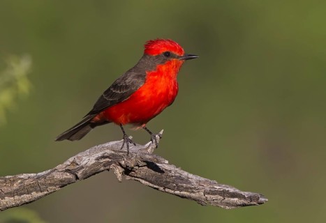 Vermilion Flycatcher (Pyrocephalus rubinus) male, Arizona, USA