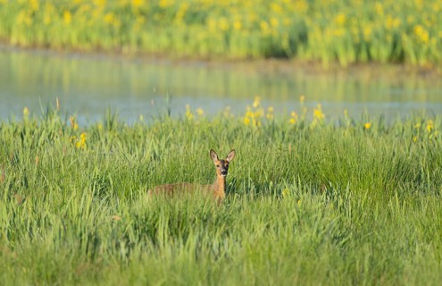 Roe deer (Capreolus capreolus), doe standing in a wet meadow, in a wetland biotope at a lake,