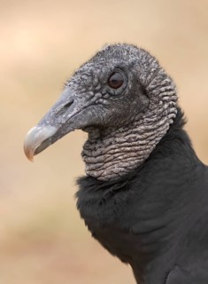 Black Vulture (Coragyps atratus), Texas, USA