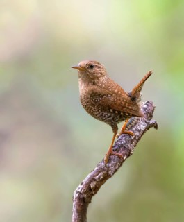 Winter Wren (Troglodytes hiemalis), Saskatchewan, Canada