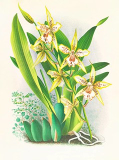 Orchid, Odontoglossum duvivierianum, authentic reproduction of an illustration by Jean Jules Linden