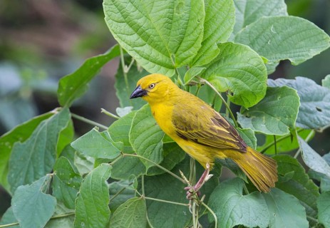 Holub's Golden Weaver (Ploceus xanthops), Uganda