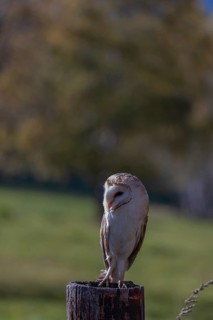 One barn owl (Tyto alba) sitting on a fence post in late evening light. Some fall foliage in the