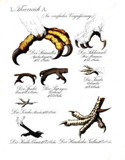 Depictions of various bird feet. Golden eagle Aquila chrysaetos, barn owl Strix flammea, woodpecker