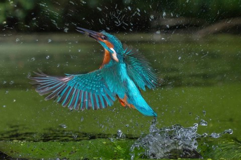 Common Kingfisher (Alcedo atthis) male fishing, Lower Saxony, Germany