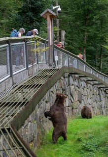 European brown bears (Ursus arctos) in the enclosure, animal enclosure, fence and visitors,