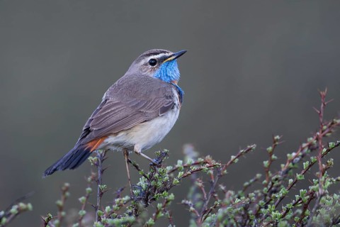 Bluethroat - Blaukehlchen - Cyanecula svecica ssp. saturatior, Kyrgyzstan, adult male