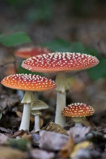 Fly agarics (Amanita muscaria), Emsland, Lower Saxony, Germany