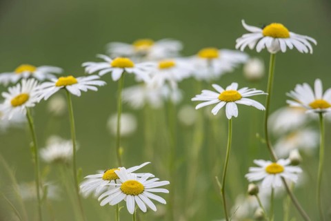 Ox-eye daisy (Leucanthemum vulgare), Emsland, Lower Saxony, Germany