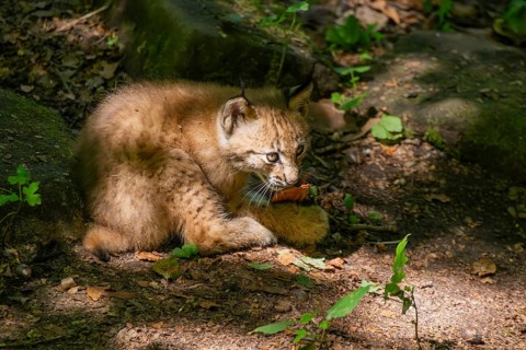 Eurasian lynx (Lynx lynx) cub (youngster) in a forest, Bavaria, Germany