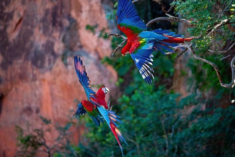 Red-and-green macaw (Ara chloropterus) Buraco das Araras Brazil
