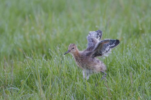 Black-tailed Godwit (Limosa limosa) juvenile, Netherlands