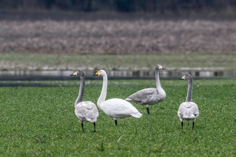 Whooper swans (Cygnus cygnus), Emsland, Lower Saxony, Germany