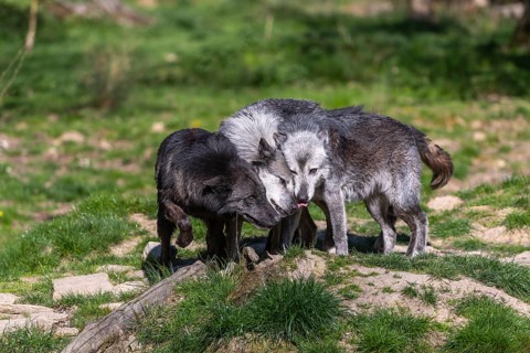 Social behaviour. Three Timberwolf, Canis lupus lycaon, greeting each other, standing in an opening