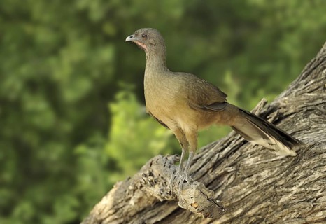 Plain Chachalaca (Ortalis vetula mccalli), Texas, USA