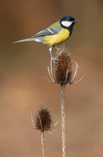 Great Tit (Parus major), Asturias, Spain
