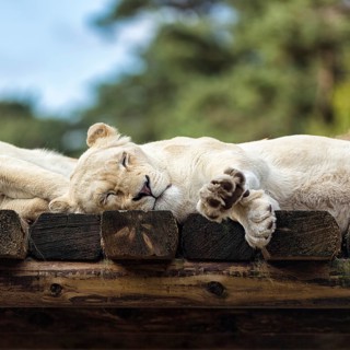 White lion (Panthera leo) resting, colour mutation, leucism, captive, Safaripark, Safariland