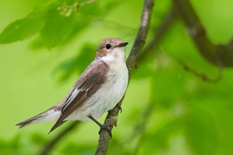 European Pied Flycatcher (Ficedula hypoleuca) female, Baden-Wuerttemberg, Germany