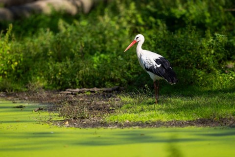 White stork (Ciconia ciconia) beside a little lake, Hesse, Germany