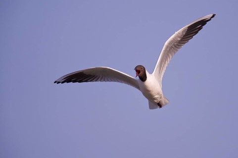 Black-headed Gull (Chroicocephalus ridibundus) flying, Texel, Netherlands