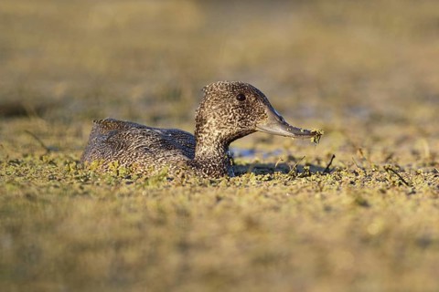 Freckled Duck (Stictonetta naevosa) female, Victoria, Australia