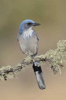 California Scrub Jay (Aphelocoma californica), New Mexico, USA