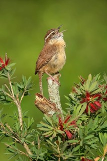Carolina Wren (Thryothorus ludovicianus) singing, Texas, USA