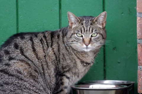 Cat (Felis catus), grey tabby, portrait, pet, food bowl, outdoor cat