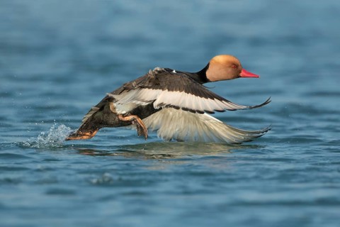 Red-crested Pochard (Netta rufina) male taking flight, West Bengal, India