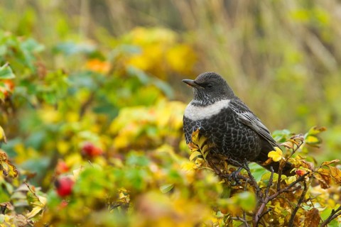 Ring Ouzel (Turdus torquatus) male, Schleswig-Holstein, Germany