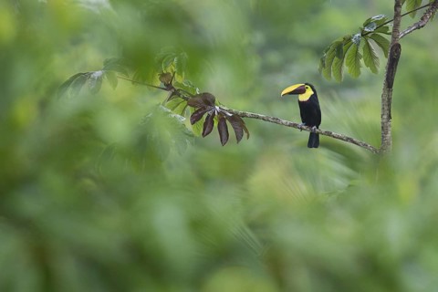 Black-mandibled toucan in rainforest