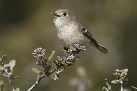 Hutton's Vireo (Vireo huttoni) male singing, California, USA