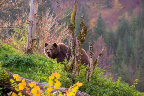 An adult female brown bear (Ursus arctos arctos) walks on a hilly terrain with trees and rocks