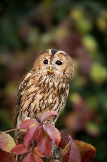 Tawny Owl (Strix aluco) captive, Germany