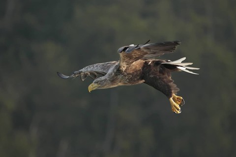 Seeadler; lat. Haliaeetus albicilla; Männchen im Flug mit hängenden Fängen vor dunklem Wald im