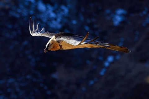 Animals, birds, vultures, bearded vultures, aerial view, lamb vultures, bird of prey, (Gypaetus