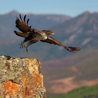 Bonelli's eagle (Hieraaetus fasciatus), Aigle de Bonelli, Águila-azor Perdicera, Tawi Atayr,