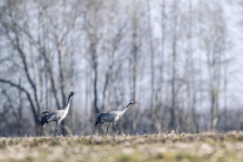 Cranes (Grus grus), Emsland, Lower Saxony, Germany