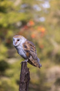 One barn owl (Tyto alba) sitting on top of a tree stump.Trees in autumnal colors in the distant