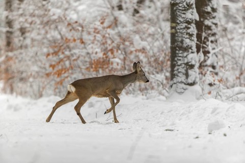 One young male Roe Deer, Roe buck (Capreolus capreolus), walking through a forest in deep snow.